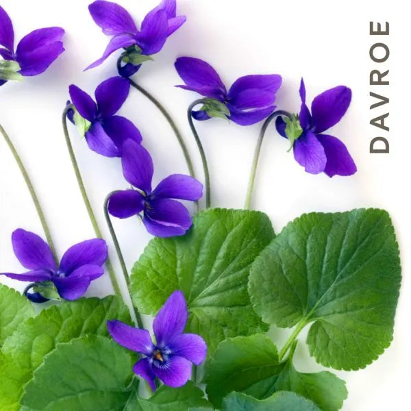 Blonde Toning Conditioner